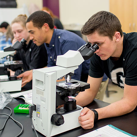 Students studying in the anatomy and physiology lab