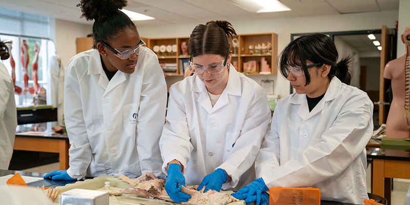 students dissecting a chicken